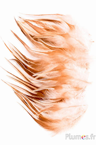 Haan - gebleekt - 10-15 cm - crème-bruin